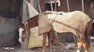 Ghoda ka video || deshi Tarzan || ghodi kaisa lga aapko || nawal kishor yadav || lalaro aurangabad 