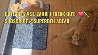 Cute Pets Vs a Lizard! I Freak Out! 🦎❤️ #cats #puppy #lizard #cutepets #freakout 