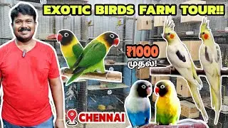 பறவைகள் பண்ணையை சுற்றிப் பார்க்கலாம் வாங்க!!! | Exotic birds farm in tamil | African birds farm |