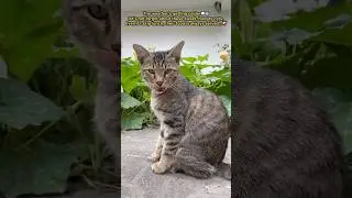 Cold Days🌧️Warm Meals for Cats🍲😻#shorts #animals #cat #kitten