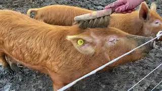 GIVING THE TAMWORTH PIGS SOME NICE BACK SCRATCHES 😊😍