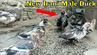 New Irani Male Duck Entry /Ducks Farm In Pakistan😍Pets Vlog