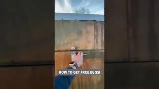 Come ottenere uova gratis! 🥚