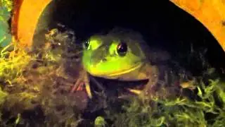 Cute bullfrog ^^