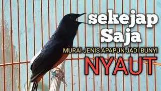 PANCINGAN MURAI BATU biar Emosi lawan jadi NYAUT BUNYI GACOR BONGKAR MATERI ISIAN 