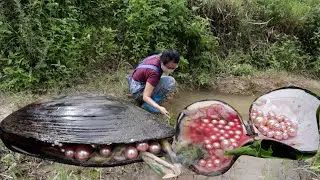 The pearls produced by this river clam over ten years old are so precious and beautiful