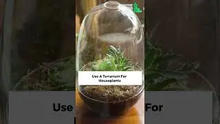 How To Create Humidity For Indoor Plants || How to Increase the Humidity for Your Houseplants