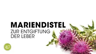 Mariendistel zur Entgiftung der Leber