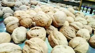 Gilgit Baltistan Dry Fruits
