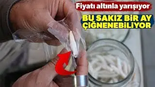 Bu Sakız Bir Ay Boyunca Çiğnenebiliyor, Kenger Sakızının Kilosu 800 TL