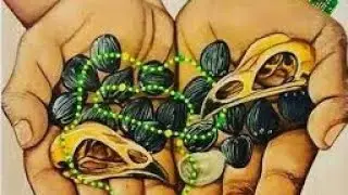 ceremonia de mano de orula orunla orunmila (indicaciones y consejos  principales) #aprendamosifa
