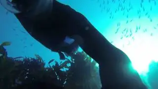 Freediving Poor Knights Marine Reserve Dropoff