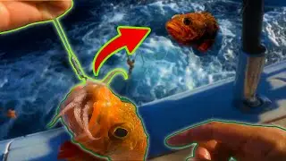 Глубокий марафон по ловле этих ВКУСНЫХ оранжевых рыб