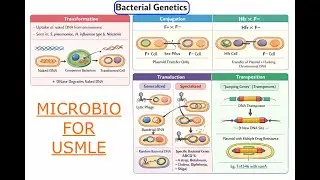 Bacterial Genetics Transformation, Conjugation, Transduction, Transposons and Antibiotic Resistance