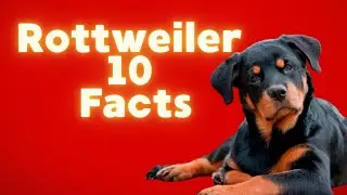 Rottweiler 10 facts