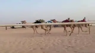 رعبوبه / جديع بن عويضه الحذيان