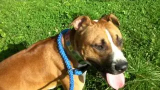 20 Years of the Dangerous Dogs Act