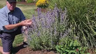 The Elegant Simplicity Of White Gardens | Garden Center | Stratford CT