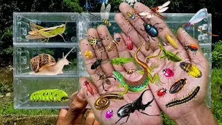 I searched for insects in the garden, I got Lizard, Grasshopper, Mantis, Millipede, Beetle, Snail
