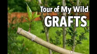 The Craziest Graft Ever: Pomegranate on Crape Myrtle + My Backyard Graft Tour!