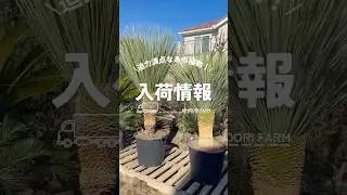 入荷情報✨ど迫力なあの植物が入荷しました！ #kimidorifarm #植木 #オージープランツ #ユッカ#入荷情報