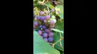 Grape vine - Vitis vinifera  -  V&iacute;nberjarunni - Vinber - Klifurjurt - Berjaplanta