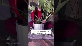 LECA magic! 🌿 #houseplants #thaiconstellation #monsteramonday #plantcare