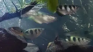 Unboxing Archerfish si Penembak Jitu ikan Sumpit Air Tawar & Payau Pelihara di Aquarium archer fish