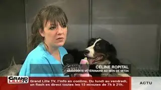 Pas si b&ecirc;tes: l'hospitalisation des animaux