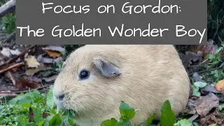 Guinea Pigs | Focus On Gordon: The Golden Wonder Boy