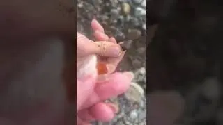 Exploring and Rock Collecting Washougal WA