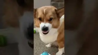 Super Angry Dog Compilation Video 🔥 #8 | Train My Dog #shorts #angrydogs #angrydog