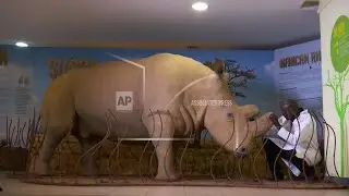 World Rhino Day: embalmed body of Sudan, the world's last male northern white rhino, on display in K