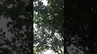Citrus Tree Damjng Bunga Sa Bakuran Namin