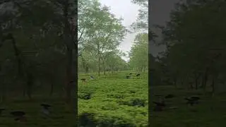 Beautiful Tea Garden View of Assam 🌿🍃 | Assam Tea Garden Shorts