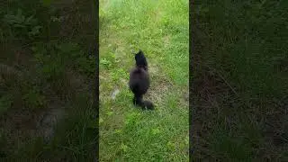 Sunny Days and Fluffy Tails: Mishka in Her Element. #FluffyTails #Nature #CatsInNature #FavoritePets
