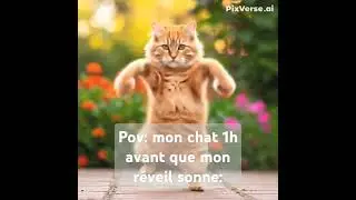 #kitty #dance #funny #humor #reels #relous237 #kitten #r&eacute;veil #pov #cute