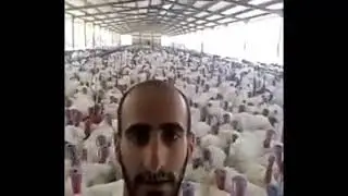 Funny turkey guy makes you laugh 2018