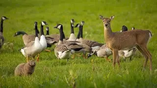 Animal Farm 4K | Learn Animal Names and Sounds for Kids |  Cat,cow, monkey,Snake, Tortoise,Owl,Goat