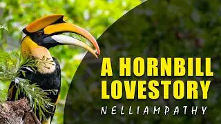നെല്ലിയാമ്പതിയിലെ മലമുഴക്കി വേഴാമ്പൽ | GREAT HORNBILLS OF NELLIAMPATHY | A WONDERFUL LOVE STORY