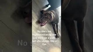 #dogshorts #puppy #getdownandboogie #dog #labrador #walk #dog #doglife #dogwalk #fan
