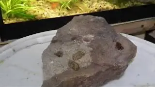 Как привязать корягу к камню. Как сделать 3D композицию.