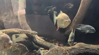 Anaconda Exhibit at San Antonio Zoo (Best of 2025 Travels)