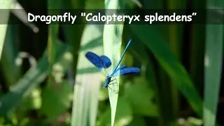 Dragonfly 