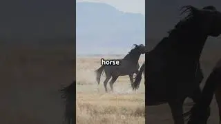 Epic Showdown: Horse vs Wild Beast #horse #wildbeasts #animals #shorts #trending #viralvideo #facts