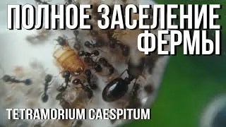 Полный переезд в Ферму // Tetramorium Caespitum.