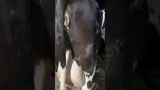 اجدد عروض |التاجر الفصيح حمادة الهيتي|وحياة اهل الريف