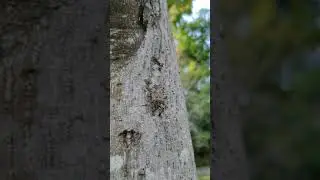 Agricultural Pest: Tallow Stink Bug (Erthesina fullo) 農業害蟲：黃斑椿象