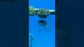 Yellowspotted Burrfish 5 meters underwater, Желтопятнистый Циклихт 5 метров под водой #shorts #fish