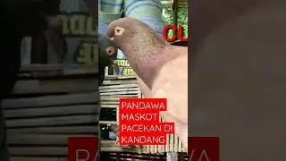 PANDAWA MASKOT PACEKAN DI KANDANG,